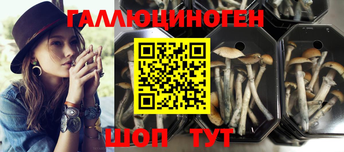 Псилоцибиновые грибы Psilocybe Кировск